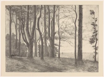 Arbres au bord de l