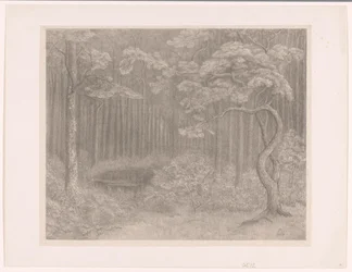 Paysage forestier