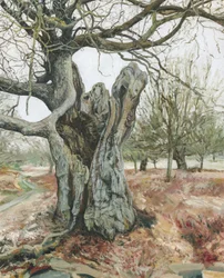 Vieil arbre, Richmond Park, 2018 (huile sur lin)