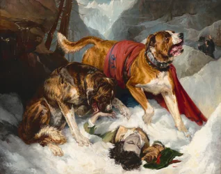 Mastiffs alpins réanimant un voyageur en détresse