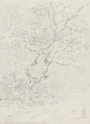 Arbres, près de Lausanne