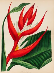 Magazine de botanique de Paxton, 1841