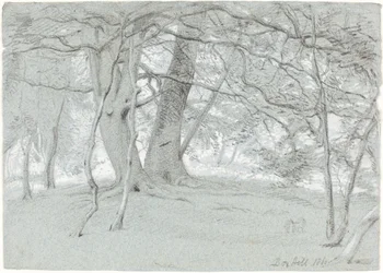 Arbres à Box Hill