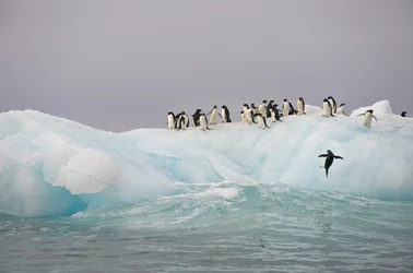 Manchots Adélie, Pygoscelis adeliae, sur un iceberg, 2022 (photo)