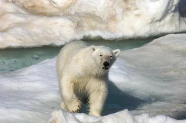 Ours polaire marchant sur une banquise, îles Svalbard, Norvège