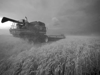 États-Unis, Kansas : Blé du Kansas récolté au crépuscule pendant l