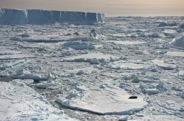 Phoque de Weddell, Leptonychotes weddellii, reposant près des icebergs tabulaires. Antarctique, 2022 (photo)
