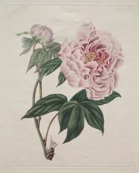 Pivoine arbustive chinoise (Paeonia suffruticosa)