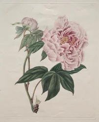 Pivoine arbustive chinoise, vers 1820