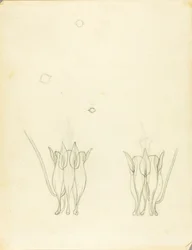 Acacias