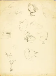 Études sur les animaux
