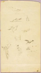 Oiseaux