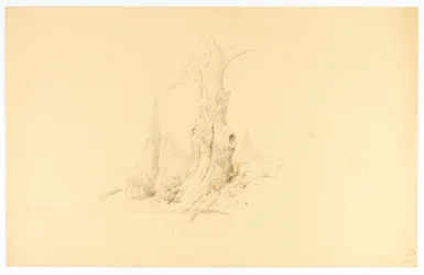 Arbre mort et pâturage de colt