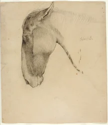 Tête de cheval