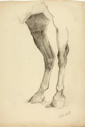 Jambe de cheval