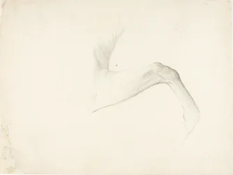 Jambe de cheval