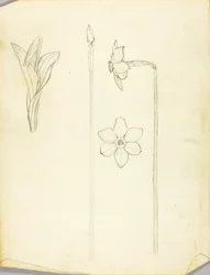Étude des plantes