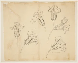 Études de fleurs de courge ou de citrouille