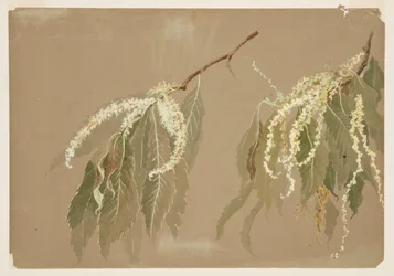 Étude de branches de châtaignier