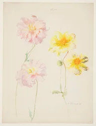 Étude de dahlias