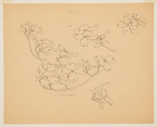 Étude de cornouiller