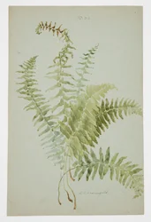 Étude de fougère