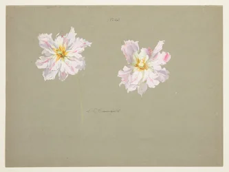 Étude de pivoines rose pâle