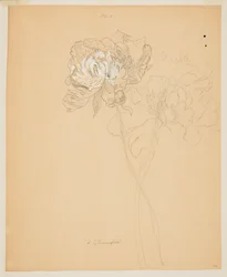 Étude de pivoines