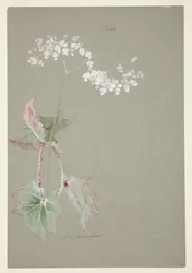 Étude de bégonia rose