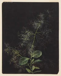 Étude de plante, possiblement des cheveux touffus