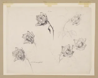 Étude de Roses