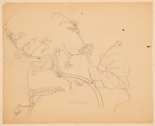 Étude de vignes de courge