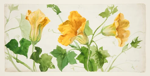 Étude de plantes de courge ou de citrouille