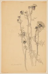 Étude de plantes de chardon