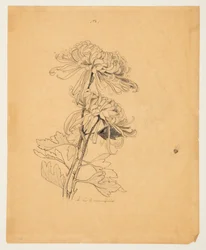 Étude de deux chrysanthèmes