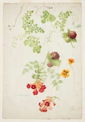 Étude de fougère capillaire, trompette de vigne et capucine
