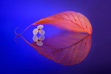 Reflet d