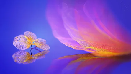 Reflet d