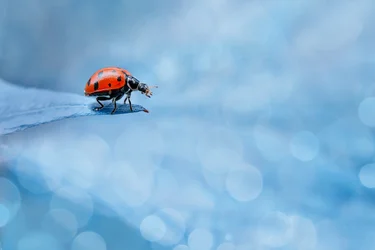 Une coccinelle aux couleurs vives sur une feuille