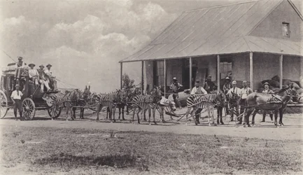 Un Moyen de Transport Original, Zèbres tirant le Carrosse Postal