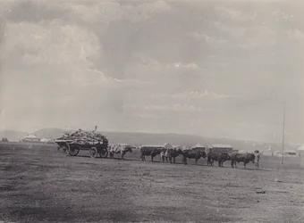 Un chariot à bœufs (photo n/b)