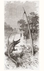 Un piège à alligator sur le fleuve Oyapock ou Oiapoque, qui forme la frontière de la Guyane française et du Brésil