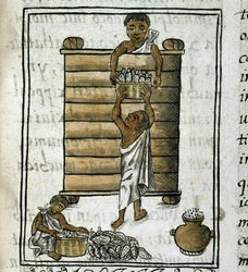 Codex de la conquête du Mexique : Récolte de maïs