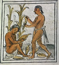 Codex de la conquête du Mexique : récolte de maïs