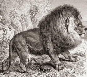 Le Lion du Cap, maintenant éteint, de 