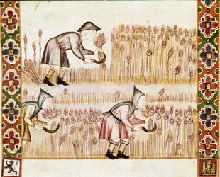 Le paysan moissonne le blé (détail)