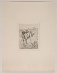 Danois : Un veau