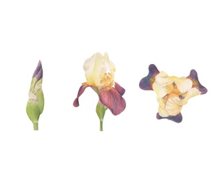 Iris barbu