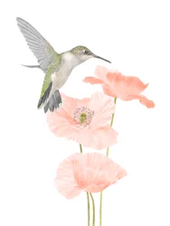 Jardin de colibris, 2020