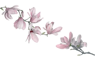Magnolia